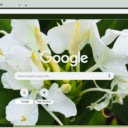 Ginger Lily  screen for extension Chrome web store in OffiDocs Chromium