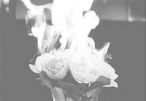 Free download Giphy Roses free photo or picture to be edited with GIMP online image editor