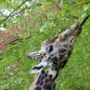 Giraffe and young branches  screen for extension Chrome web store in OffiDocs Chromium