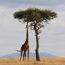 Giraffe eats leaves  screen for extension Chrome web store in OffiDocs Chromium