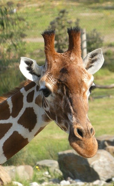 Bezpłatne pobieranie żyrafy rogi ssaki uszy oczy darmowe zdjęcie do edycji za pomocą bezpłatnego internetowego edytora obrazów GIMP