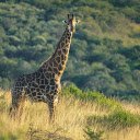 Giraffe in Grassland  screen for extension Chrome web store in OffiDocs Chromium