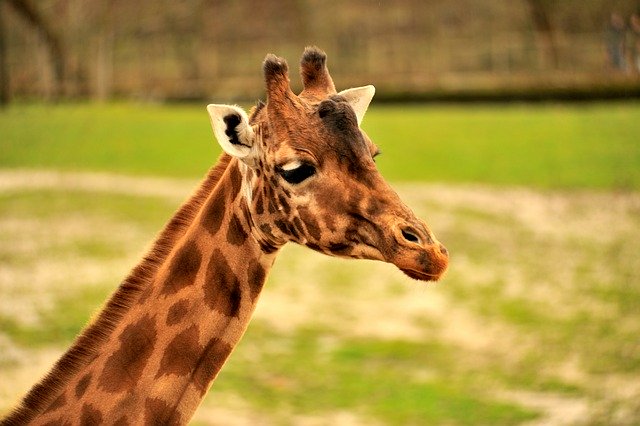 Free download giraffe mammal zoo animal wildlife free picture to be edited with GIMP free online image editor