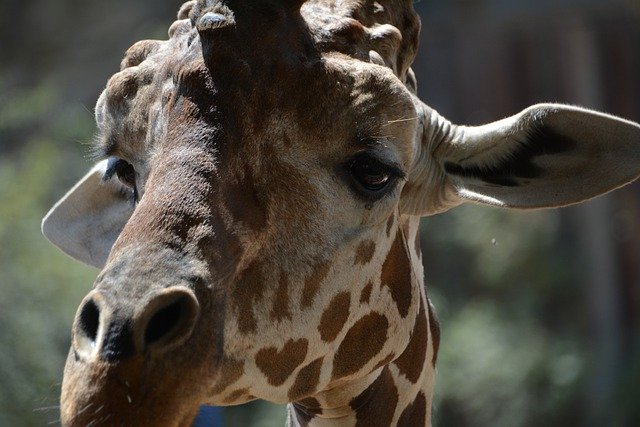 Download gratuito giraffa safari africa animale immagine gratuita da modificare con l'editor di immagini online gratuito di GIMP