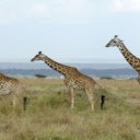 Giraffe: The Graceful Giant of the Savannah  screen for extension Chrome web store in OffiDocs Chromium