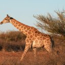 giraffe theme  screen for extension Chrome web store in OffiDocs Chromium