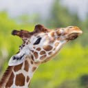 Giraffe: The Towering Beauty of the Wild  screen for extension Chrome web store in OffiDocs Chromium