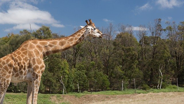 Baixe gratuitamente a imagem gratuita do girafa werribee zoo para ser editada com o editor de imagens on-line gratuito do GIMP