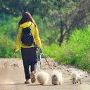 girl and white dogs  screen for extension Chrome web store in OffiDocs Chromium
