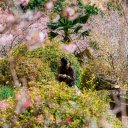 Girl in the Spring Garden  screen for extension Chrome web store in OffiDocs Chromium