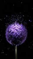 Free download Girly Purple free photo or picture to be edited with GIMP online image editor