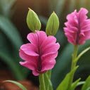 Gloriosa superba flower wallpaper  screen for extension Chrome web store in OffiDocs Chromium