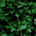 Glossy green leaves  screen for extension Chrome web store in OffiDocs Chromium