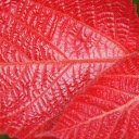 Glossy red veined leaves  screen for extension Chrome web store in OffiDocs Chromium