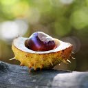glossy seed spiny shell  screen for extension Chrome web store in OffiDocs Chromium