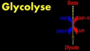 Free download Glycolyse free photo or picture to be edited with GIMP online image editor