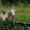 Goat and tree  screen for extension Chrome web store in OffiDocs Chromium