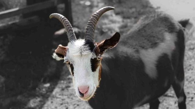 Download gratuito de chifres de animais de cabra imagem gratuita de bode para ser editada com o editor de imagens on-line gratuito GIMP