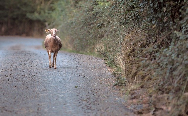 김프 무료 온라인 이미지 편집기로 편집할 무료 사진을 달리는 염소 동물 도로 무료 다운로드