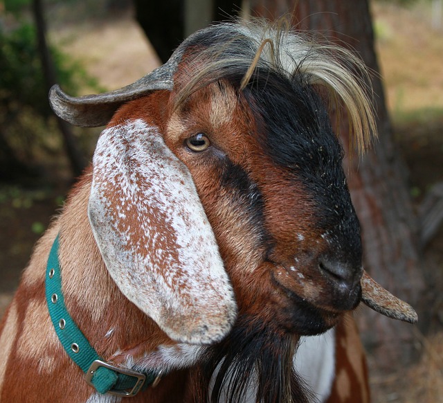 Free download goat billygoat fa farm livestock free picture to be edited with GIMP free online image editor