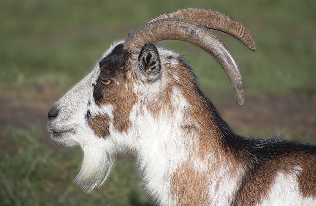 Free download goat cattle animal horns goatee free picture to be edited with GIMP free online image editor