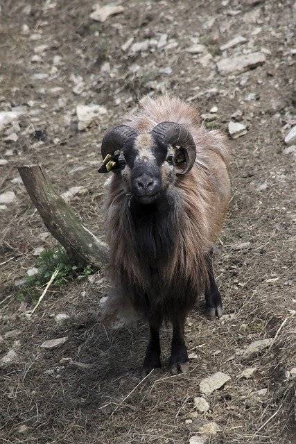 Download gratuito Goat Farm Bestiame - foto o immagine gratuita da modificare con l'editor di immagini online di GIMP
