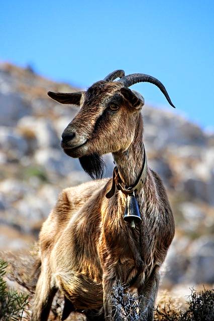 Darmowe pobieranie koza grecja pełna wdzięku kos zwierzę darmowe zdjęcie do edycji za pomocą bezpłatnego internetowego edytora obrazów GIMP