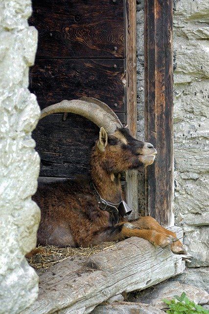 تحميل مجاني الماعز الذكور الماعز الحيوانية الماشية صورة مجانية ليتم تحريرها باستخدام محرر الصور المجاني على الإنترنت GIMP