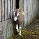 Goat on the farm  screen for extension Chrome web store in OffiDocs Chromium