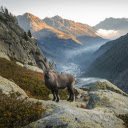 Goat on the mountain  screen for extension Chrome web store in OffiDocs Chromium