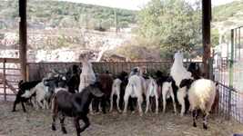 Download gratuito Goats Farm Animals: foto o immagini gratuite da modificare con l'editor di immagini online GIMP