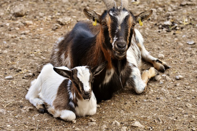 Muat turun percuma kambing mama anak anak comel gambar percuma kecil untuk diedit dengan editor imej dalam talian percuma GIMP