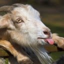 Goat: The Hardy and Resourceful Farm Animal  screen for extension Chrome web store in OffiDocs Chromium
