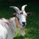 GOAT THEME  screen for extension Chrome web store in OffiDocs Chromium