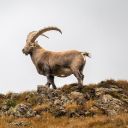 GOAT THEME  screen for extension Chrome web store in OffiDocs Chromium