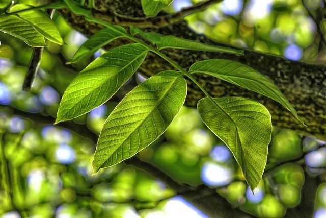 Bezpłatne pobieranie odchodzi gałąź drzewa rośliny darmowe zdjęcie do edycji za pomocą bezpłatnego internetowego edytora obrazów GIMP