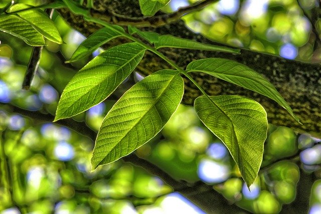 Muat turun percuma menghilangkan gambar percuma tumbuhan pokok cawangan untuk diedit dengan editor imej dalam talian percuma GIMP