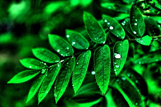 Free download goes away plants dew wet dew drops free picture to be edited with GIMP free online image editor