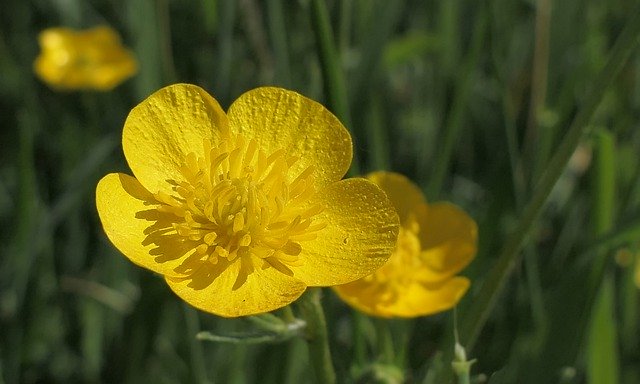 Free download gold button yellow flower nature free picture to be edited with GIMP free online image editor