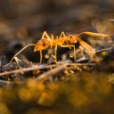 Golden Ant in the Sun  screen for extension Chrome web store in OffiDocs Chromium