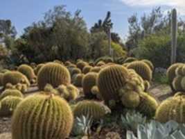 Free download Golden Barrel cacti free photo or picture to be edited with GIMP online image editor