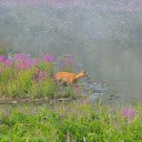 Golden deer, lake and flowers  screen for extension Chrome web store in OffiDocs Chromium
