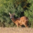 Golden deer on dry grass field  screen for extension Chrome web store in OffiDocs Chromium