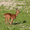 Golden Deer on Grass Field  screen for extension Chrome web store in OffiDocs Chromium