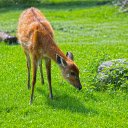 Golden Deer on Green Grass  screen for extension Chrome web store in OffiDocs Chromium