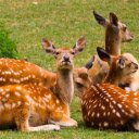 Golden deer take a lunch break  screen for extension Chrome web store in OffiDocs Chromium