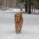 Golden dog in the snow  screen for extension Chrome web store in OffiDocs Chromium