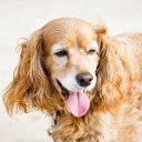 Golden dog with fuzzy ears  screen for extension Chrome web store in OffiDocs Chromium