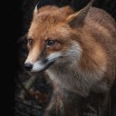 Golden Fox  screen for extension Chrome web store in OffiDocs Chromium