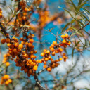 Golden fruit tree branches  screen for extension Chrome web store in OffiDocs Chromium